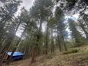 Scenic wooded hillside with tall pine trees, showcasing a tranquil and natural setting at 5525 S Twin Spruce Dr, Evergreen, CO 80439