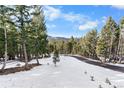 Scenic view of winding road with tall pines and evergreens showing mountain views at 8340 London Ln, Conifer, CO 80433