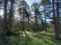 Sunlight filters through tall trees on grassy lot at 4574 Picutis Rd, Indian Hills, CO 80454