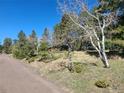 Scenic landscape view with a variety of lush trees and a rustic road at 26367 Pressler St, Conifer, CO 80433