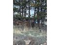 Exterior shot of a rustic home with a rock wall, framed by towering pine trees and natural vegetation at 433 Gunn Ave, Berthoud, CO 80513