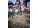 A beautiful backyard at dusk with majestic elk grazing peacefully at 4786 Forest Hill Rd, Evergreen, CO 80439