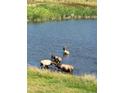Image of several elk enjoying the pristine waters of the private pond at 7082 Silverhorn Dr, Evergreen, CO 80439