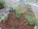 Beautifully landscaped front yard showcasing a variety of plants and mulch at 23579 E Swallow Cir, Aurora, CO 80016