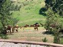 Picturesque landscape with natural vegetation, wildlife, and grazing deer at 156 S Lookout Mountain Rd, Golden, CO 80401