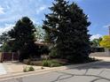 A view of the front yard with large trees and some landscaping at 1843 S Urban Way, Lakewood, CO 80228