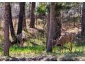 Backyard scene with two deer grazing amongst tall pine trees and lush foliage at 18170 Forest View Rd, Monument, CO 80132