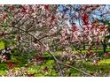 Close-up of tree blossoms, with red leaves, in the landscaped backyard at 182 Ridge Rd, Boulder, CO 80303