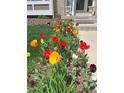 Vibrant tulips and daffodils add a pop of color to the front yard landscaping at 17046 Wellington Dr, Parker, CO 80134