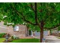 Inviting front yard showcases lush green grass, mature shade tree and brick exterior details at 11716 Fairplay St, Commerce City, CO 80603