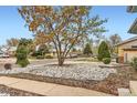 Well-maintained front yard with decorative rock landscaping and mature tree at 8511 Essex Dr, Denver, CO 80229