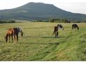 Scenic pasture with horses grazing in a peaceful, open field, against the backdrop of a distant mountain at 5351 Tall Horse Trl, Sedalia, CO 80135