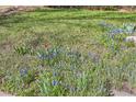 Close up view of a lawn with small blue, yellow and red flowers on a sunny day at 7785 Westview Dr, Lakewood, CO 80214