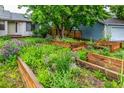 Lush front yard with raised garden beds, creating a vibrant and welcoming entrance to this cozy home at 182 Lois Cir, Louisville, CO 80027