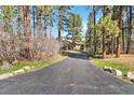 Long, paved driveway leading to a secluded home surrounded by tall trees at 1653 Gore Dr, Larkspur, CO 80118