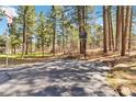 Paved driveway featuring a basketball hoop surrounded by a forest of tall trees at 1653 Gore Dr, Larkspur, CO 80118