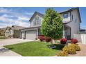 View of home's front yard with a lush lawn and mature landscaping at 5475 Shoshone Dr, Longmont, CO 80504
