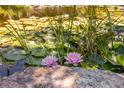 Close-up view of water lilies in a pond, showcasing vibrant colors and natural beauty, creating a peaceful atmosphere at 8361 Piney Creek Rd, Parker, CO 80138