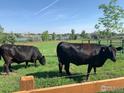 Idyllic pasture with grazing cows, set against a backdrop of mature trees and clear blue skies at 4514 Hoot Owl Dr, Berthoud, CO 80513