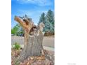Unique yard art featuring detailed animal carvings in a tree trunk, adding character to the property at 1638 Meeker Dr, Longmont, CO 80504