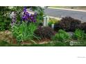 Lush landscaped garden featuring purple iris, lilies, and a variety of shrubs and plants at 538 W Spruce Way, Louisville, CO 80027