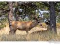 Majestic deer in a natural habitat, nestled among trees and tall grasses at 3535 Eagle Ridge Rd, Longmont, CO 80503