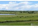 Scenic view of lush pastureland with grazing cows near a tranquil lake and a backdrop of vibrant green trees at 11251 Lookout Dr, Longmont, CO 80504