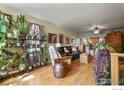 Bright living room with hardwood floors, a ceiling fan, and eclectic decorations and thriving plants at 305 E Cannon St, Lafayette, CO 80026