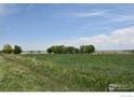 Picturesque land showcasing lush green grasses and mature trees under a beautiful partly cloudy sky at 3113 County Road 17, Brighton, CO 80603