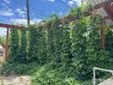 Lush foliage covering a backyard pergola, creating a private and serene outdoor space at 117 Welch Ave, Berthoud, CO 80513