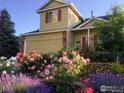 Beautiful home exterior featuring lush flowerbeds with roses and a well-maintained front yard at 1026 Red Oak Dr, Longmont, CO 80504