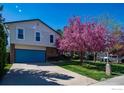 Well-maintained home featuring a blue garage door, lush green lawn, and a vibrant flowering tree at 2417 15Th Ave, Longmont, CO 80503