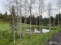 Scenic view of a pond surrounded by birch trees and lush greenery at 27921 Alabraska Ln, Evergreen, CO 80439