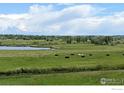 Picturesque view of a lush pasture with cattle grazing by a tranquil pond at 11251 Lookout Dr, Longmont, CO 80504