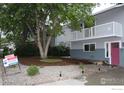 Landscaped front yard with a large tree, shrubbery and newly updated landscaping at 1714 Zeus Dr, Lafayette, CO 80026