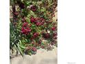 Gorgeous rose bushes add natural beauty to the exterior of the property at 28 University Dr, Longmont, CO 80503