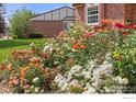 Abundant rose bushes filled with orange, red, pink, and white blooms highlight the front garden at 1443 Elmhurst Ct, Longmont, CO 80503