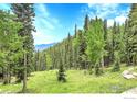 Lush green backyard with tall trees and a clear blue sky creating a peaceful and serene setting at 1176 Raven Ridge Rd, Idaho Springs, CO 80452