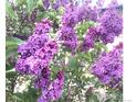 Close-up of vibrant purple lilac flowers blooming on a sunny day at 8030 Ogden St, Denver, CO 80229