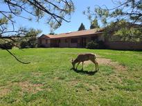 Spacious front yard with green grass and charming single-story home with brick accents at 5521 Colorow Dr, Morrison, CO 80465