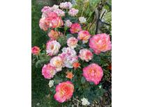 Up close view of pink and white roses in a garden at 10792 E Exposition Ave # 352, Aurora, CO 80012
