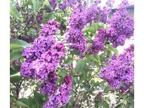 Close-up of beautiful purple lilac blossoms at 8030 Ogden St, Denver, CO 80229