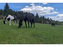 Scenic view of horses grazing in a verdant pasture under a bright blue, slightly cloudy sky at 8537 S Doubleheader Hwy, Morrison, CO 80465