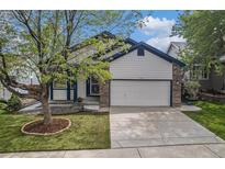 Charming home featuring a well-manicured lawn, concrete driveway, and inviting curb appeal at 4320 Snowbird Ave, Broomfield, CO 80020