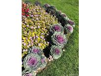 Landscaped flower bed with decorative flowering kale and small blooming, colorful flowers on a sunny day at 750 S Clinton St # 6B, Denver, CO 80247