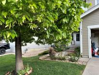 Well-manicured front yard with a beautiful shade tree and landscaped flower beds leading up to the charming home at 9697 Marmot Ridge Cir, Littleton, CO 80125
