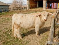 Image of a Highland cow in a country setting with fencing and a barn at 4963 Kelso Rd, Boulder, CO 80301