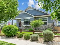 Charming single Gathering home featuring stone accents, manicured landscaping, and a welcoming fenced yard at 603 Summer Hawk Dr, Longmont, CO 80504