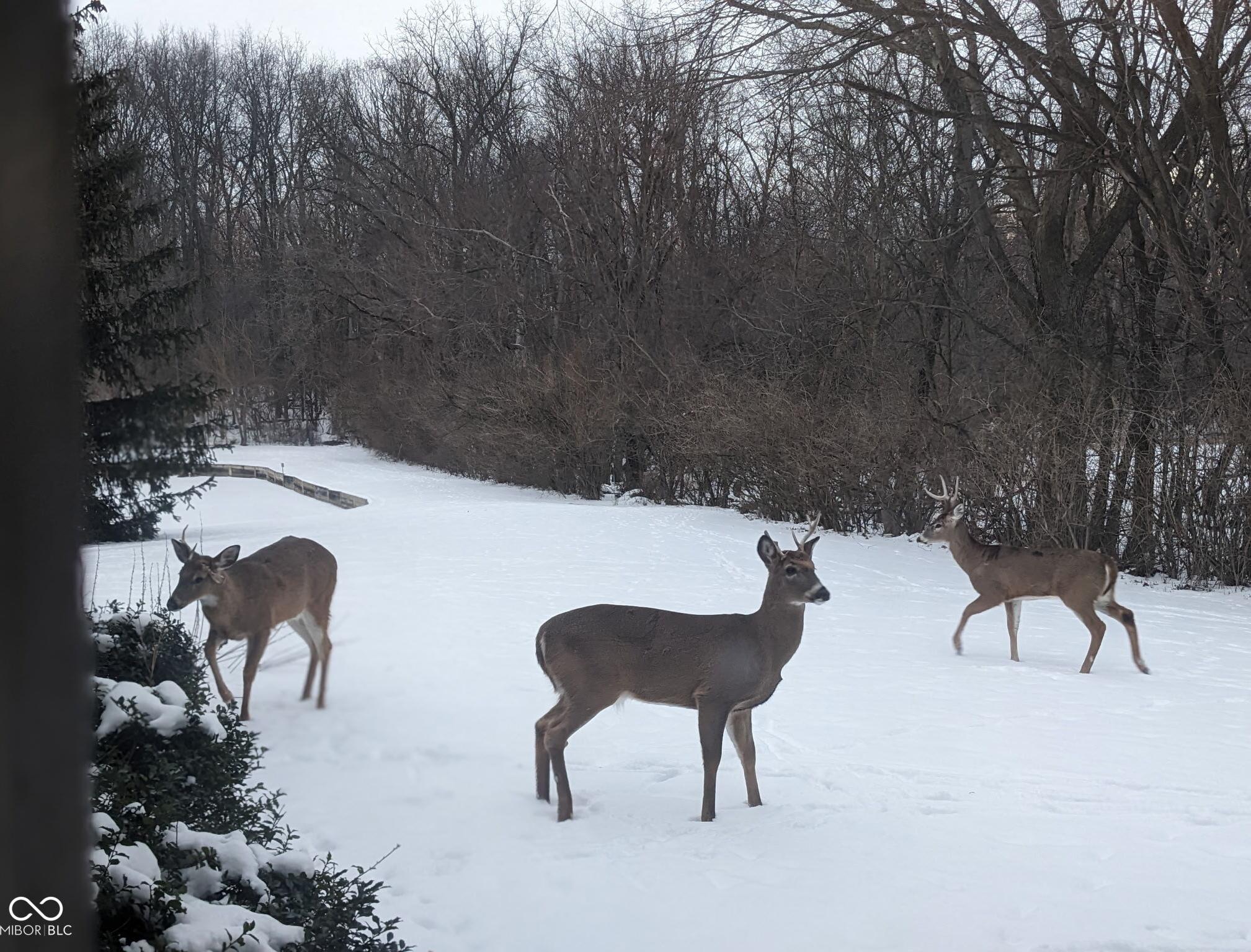Photo #41