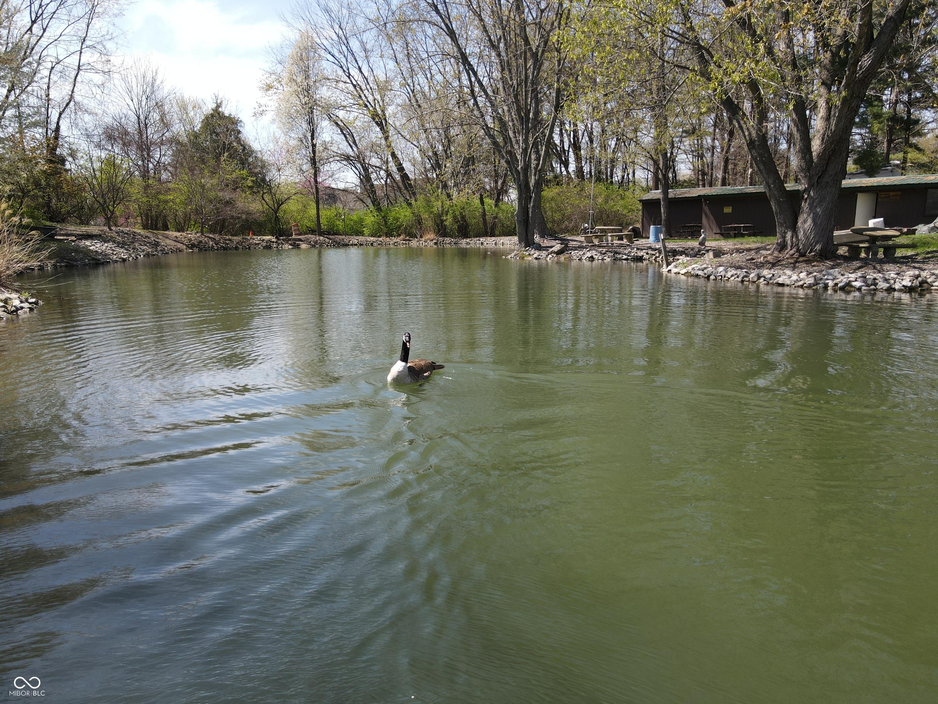 Photo #11